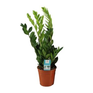 Zamioculcas Zamiifolia