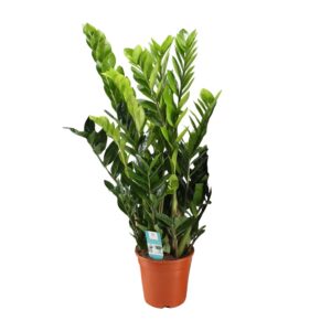 Zamioculcas Zamiifolia