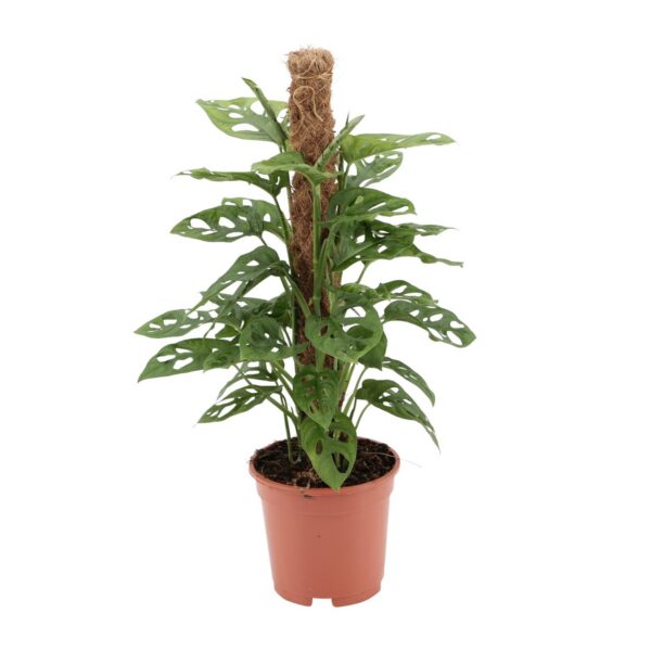 0c300f6e68a14e83a50ee1b9c701ffc0674ffd8b27c44f7bb1bbd8f29f9dd200.jpg Monstera-Affe