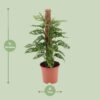 1094ea8e014f4cff958ca775c05457b5c8ad7fbd956345cd86203eae8a342312.jpg Monstera-Affe
