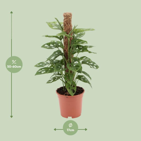 1094ea8e014f4cff958ca775c05457b5c8ad7fbd956345cd86203eae8a342312.jpg Monstera-Affe