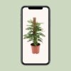 94d641a195794cfc85d623df151dad34a34955fc02f24f59b06622135c513b9f.jpg Monstera-Affe