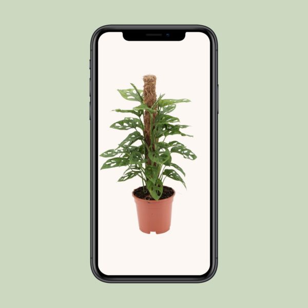 94d641a195794cfc85d623df151dad34a34955fc02f24f59b06622135c513b9f.jpg Monstera-Affe