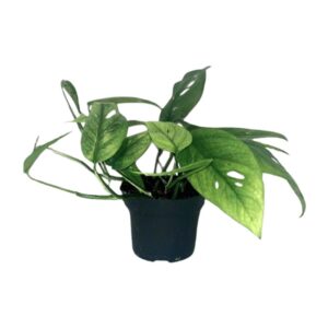 Epipremnum Cebu Blau