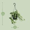 Scindapsus (Epipremnum) N'Joy