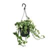 Scindapsus (Epipremnum) N'Joy