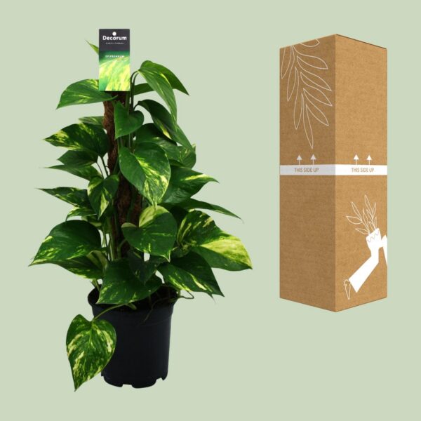 Scindapsus (Epipremnum)