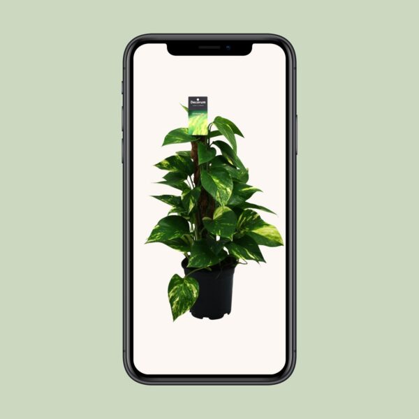 Scindapsus (Epipremnum)