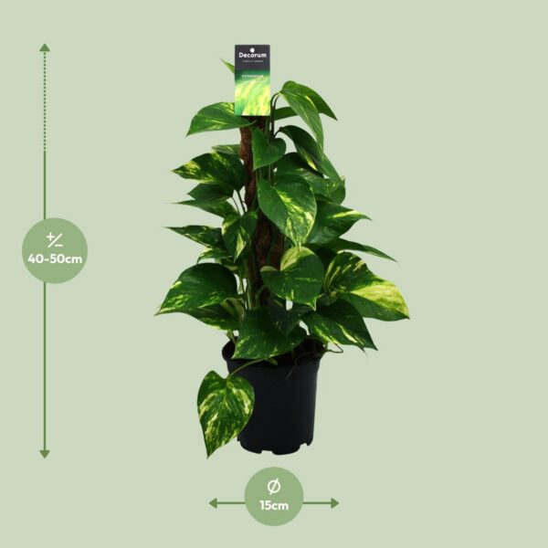 Scindapsus (Epipremnum)