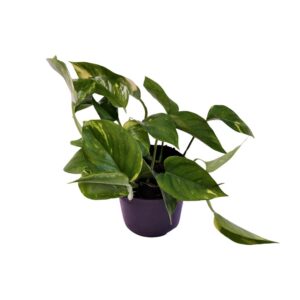 Scindapsus (Epipremnum) Aureum