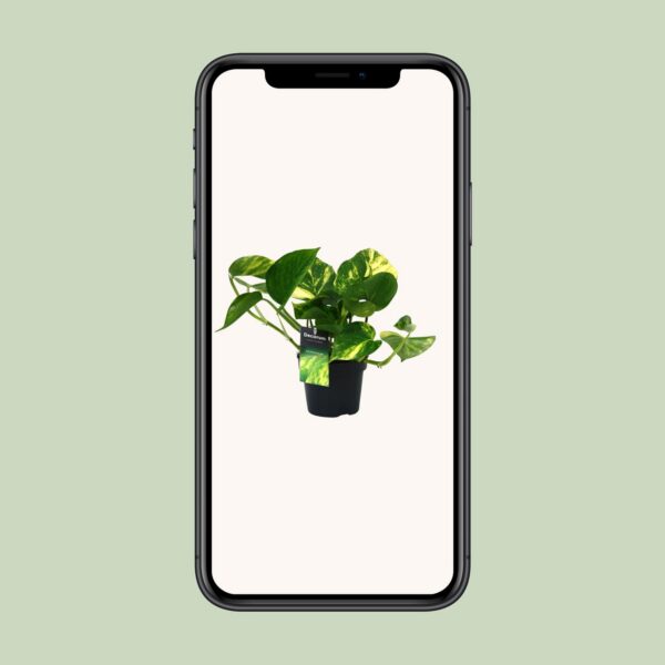 Scindapsus (Epipremnum) Aureum