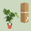 143195fc81d340bdae45638286b0ffb0df45791a997141038f2633aa94a1e279.jpg Monstera Deliciosa - Hole Pflanze