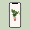 17cb6771c67a4ddfb890434ee6c3f60ceef47b2f155344c58081bf2ca50af984.jpg Monstera Deliciosa - Hole Pflanze