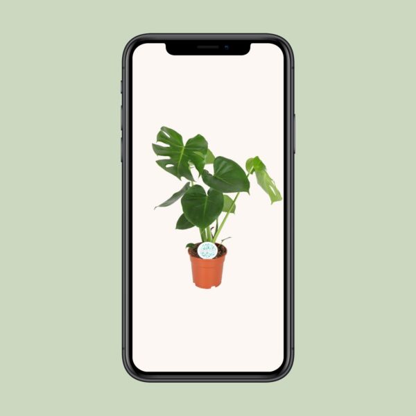 17cb6771c67a4ddfb890434ee6c3f60ceef47b2f155344c58081bf2ca50af984.jpg Monstera Deliciosa - Hole Pflanze