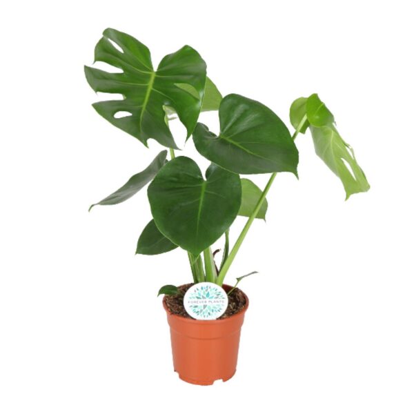 34a3b8009b70433a88853296057843b87d2eca64a4e94b5d88035e4e123aea54.jpg Monstera Deliciosa - Hole Pflanze