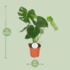 c2da40c5334a45e4a5e14d245c1eacc72954d343e6ed4b5cab1692a1ff25968b.jpg Monstera Deliciosa - Hole Pflanze