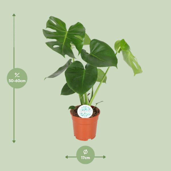 c2da40c5334a45e4a5e14d245c1eacc72954d343e6ed4b5cab1692a1ff25968b.jpg Monstera Deliciosa - Hole Pflanze