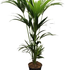 443d9287a9a6422696bb1514dbafe6429381359dad3947bc94472a4ab88e561b.jpg Howea Forsteriana - Kentiapalme