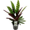 0cdc053d904b459c8512d608780104d6eedf35d37bf948e6bc80b6ba96993c47.jpg Calathea Lancifolia Insignis