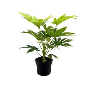Fatsia Japonica Spinnennetz