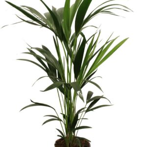 7bff87dcf5d04e55a357a8c92064d1c604d1809f05e449c5b59040cf7246b0f5.jpg Howea Forsteriana - Kentiapalme