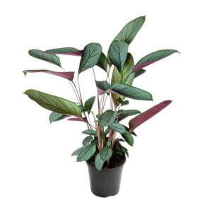 e0dfcdd3bd4e414c9fcabdc6d5c4df2aeead020a099a423fbe0d96649a66c9c2.jpg Ctenanthe Setosa