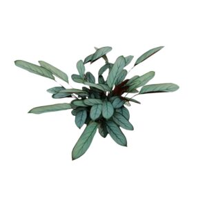 280d882008e4475c9e3f7ad405f4aa213c617ec762934ec290ba96f866f0ce13.jpg Ctenanthe Oppenheimiana