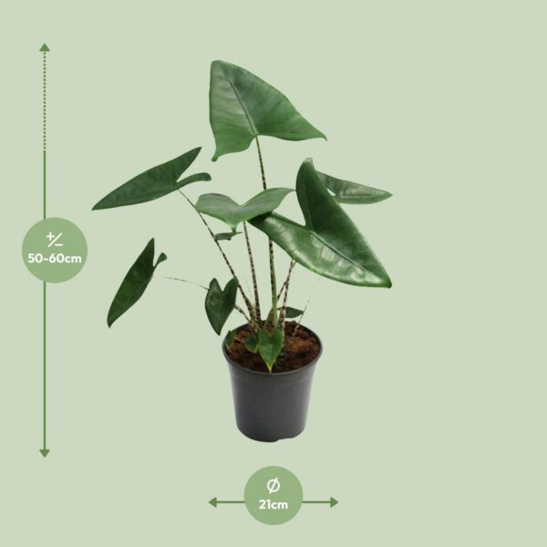 Alocasia Zebrina