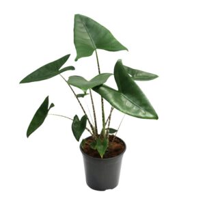 b4db965d10624af9be186f0c1dec6ad1a0acacc0f10c44a789864676d47ac721.jpg Alocasia Zebrina