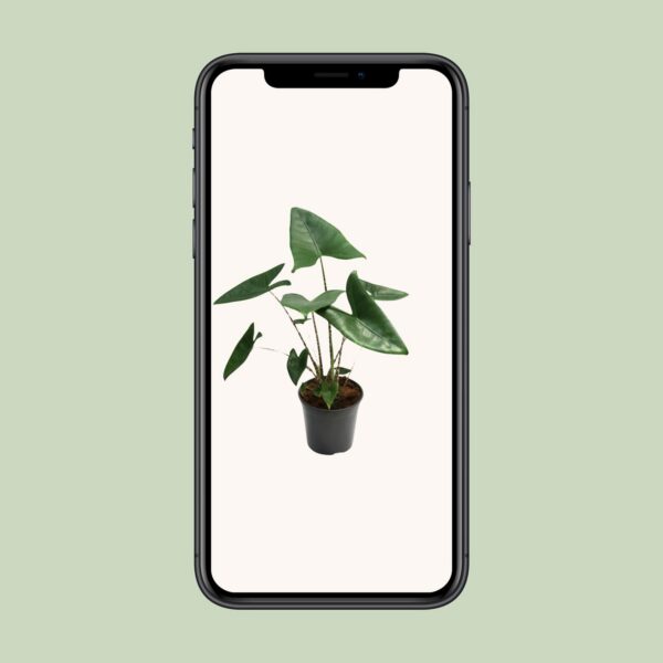 Alocasia Zebrina