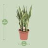 234127b3e1184f27af61ae0e83532da4ab1edb67d7344d658920ff08c72f3c25.jpg Sansevieria trifasciata Laurentii