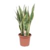 62084c1f269b4f999cd6d1dfe3c174463ae954aed5404844bcc85cd6e9d10ea6.jpg Sansevieria trifasciata Laurentii