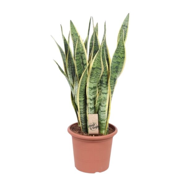 62084c1f269b4f999cd6d1dfe3c174463ae954aed5404844bcc85cd6e9d10ea6.jpg Sansevieria trifasciata Laurentii