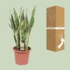 7bcaa62a5f2a47d4b294cb1df15e93ace1a581b52cbb4624aaa8063b1603a5be.jpg Sansevieria trifasciata Laurentii