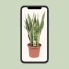 b8903054c6a6472b97de763bda0d30677543e6d2de604aafb878a0fca546953f.jpg Sansevieria trifasciata Laurentii
