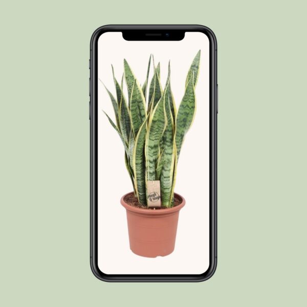 b8903054c6a6472b97de763bda0d30677543e6d2de604aafb878a0fca546953f.jpg Sansevieria trifasciata Laurentii