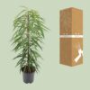 Ficus Binnendijkii Alii