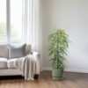 Ficus Binnendijkii Alii
