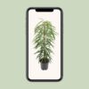 Ficus Binnendijkii Alii