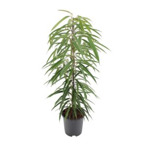 86c48de3e8434c5fa1bd77d559c1afd61a8c16a3f623427a8aa178b2fd190d42.jpg Ficus Binnendijkii Alii