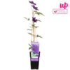 Clematis 'The President' Violett - Waldrebe