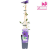 Clematis 'The President' Violett - Waldrebe