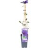 Clematis 'The President' Violett - Waldrebe