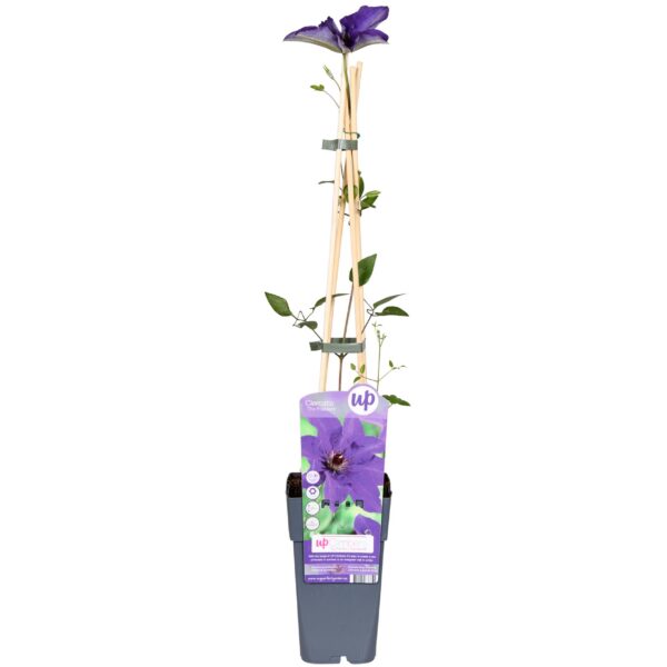 Clematis 'The President' Violett - Waldrebe