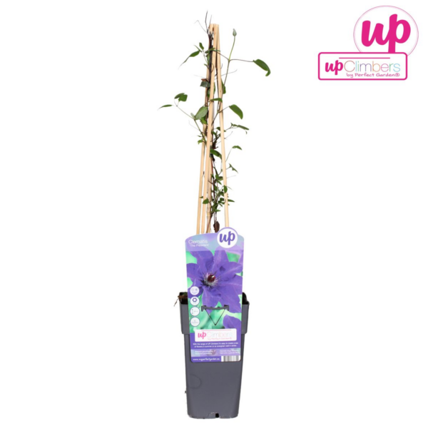 Clematis 'The President' Violett - Waldrebe