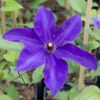 Clematis 'The President' Violett - Waldrebe