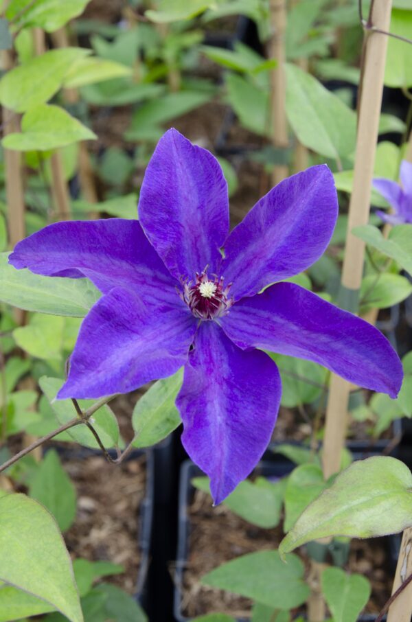 Clematis 'The President' Violett - Waldrebe