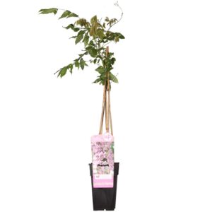 f961520b933d4593ab32a73610b6864335e78c8c36d34a019a539379e416f55a.jpg Wisteria floribunda 'Rosea'