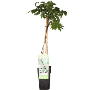 da6c0642d1b644b7aaa56c56d9ebf0ea4f4588fe74b741a4aa661a8e6497b0c1.jpg Wisteria floribunda 'Longissima Alba'