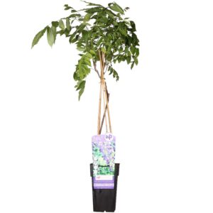 7650553299c34128a07f93c57aede79497fd3131da574902ba473a5301a16c11.jpg Wisteria sinensis 'Prolific'